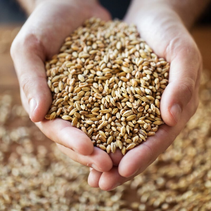 炒麥芽水功效大解析：退奶期該怎麼喝才安全又有效？