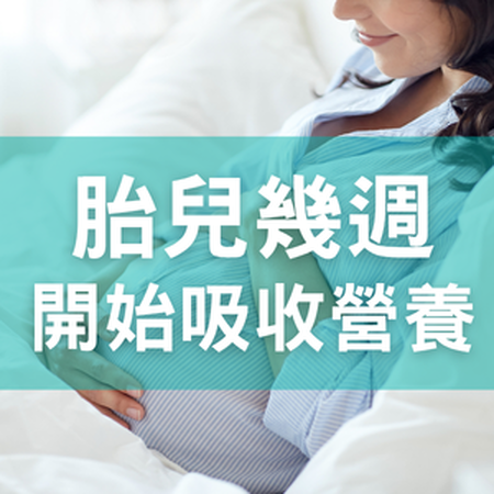 胎兒幾週開始吸收營養？懷孕媽媽何時才需要補充營養？