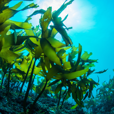 2026年海藻鈣評比全攻略：10大熱門品牌一次看