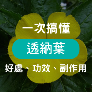 透納葉有什麼好處？關於男人夜間表現的功效與副作用解析