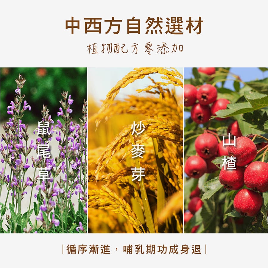 中西方自然選材植物配方零添加鼠尾草炒麥芽山楂