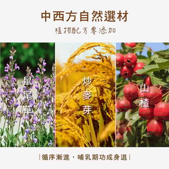 麥芽回汝茶