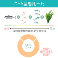 紐萊特植物藻油DHA素食膠囊+腦磷脂PS