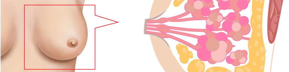 哺乳乳房構造