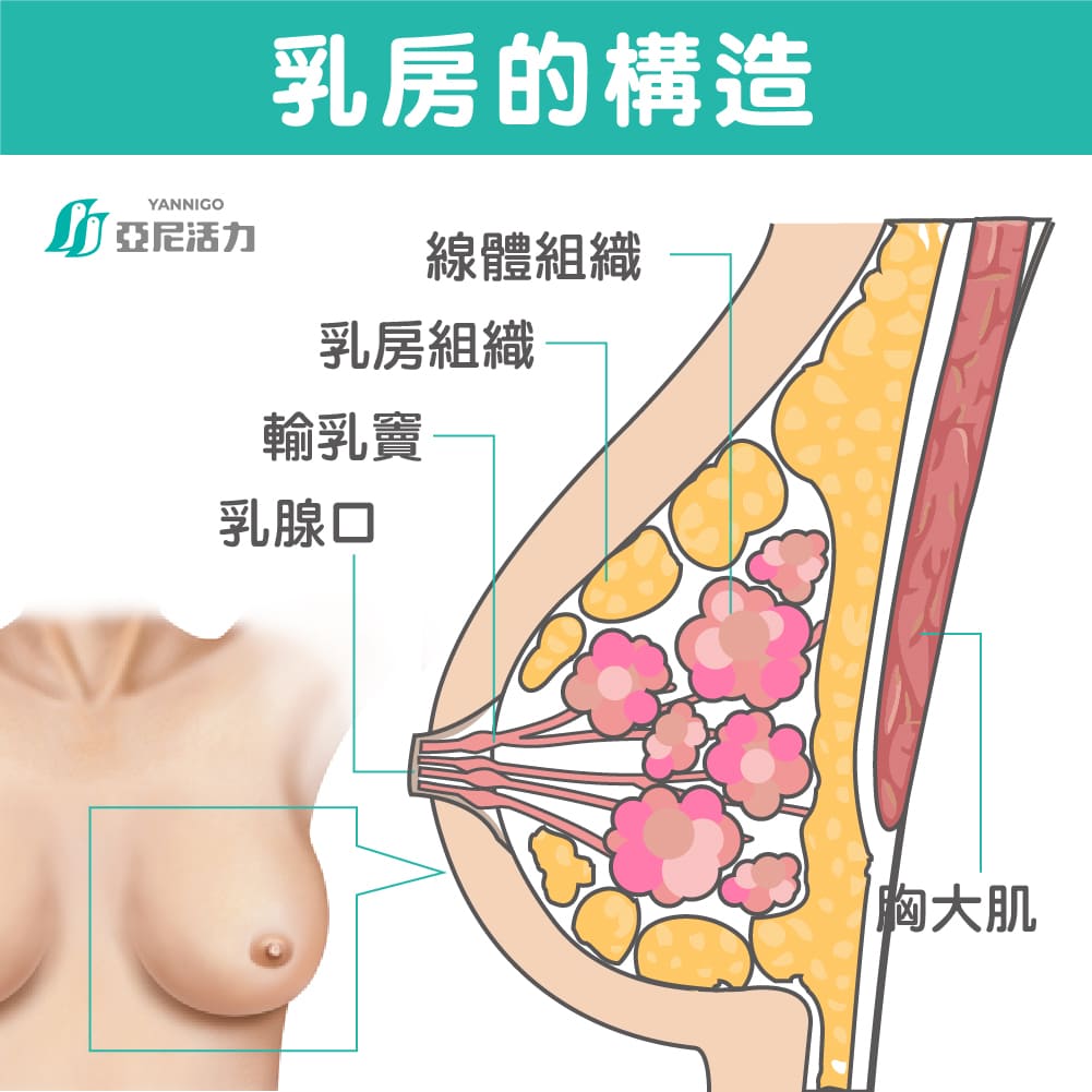 乳房的構造