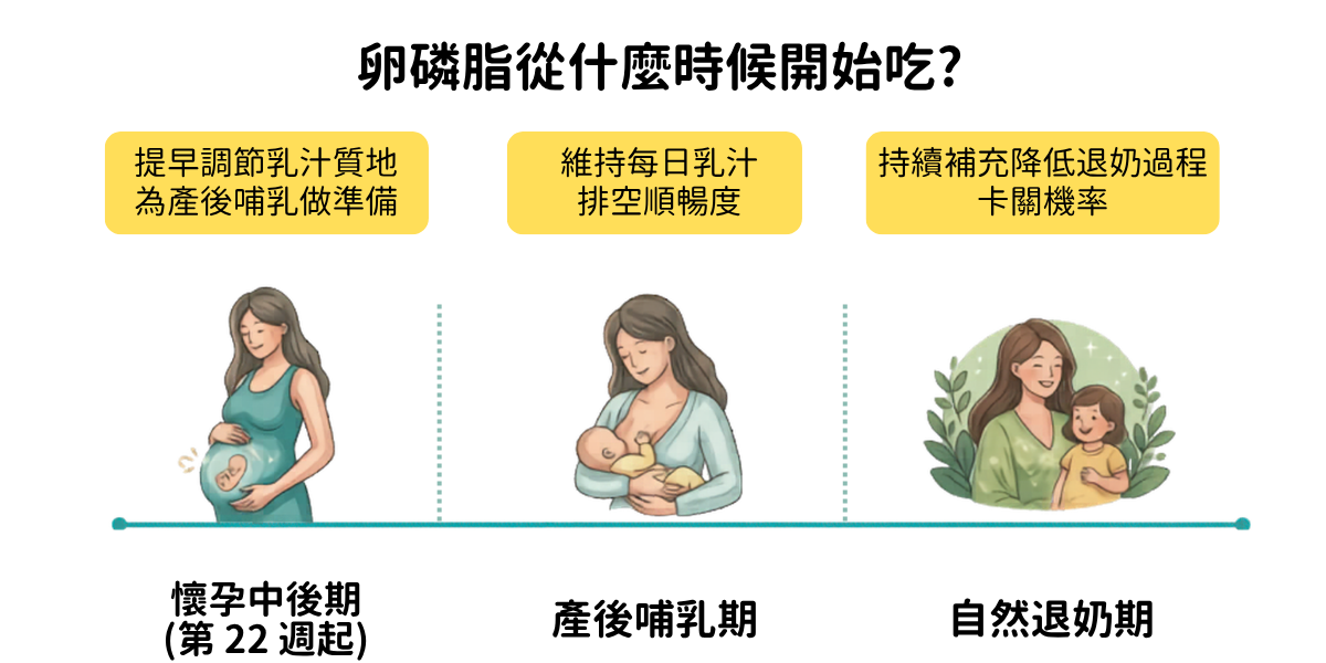 卵磷脂補充時間表:專業解析從懷孕第 22 週、產後哺乳期到自然退奶的完整營養補充時機與過程。 卵磷脂補充時間表:專業解析從懷孕第 22 週、產後哺乳期到自然退奶的完整營養補充時機與過程。