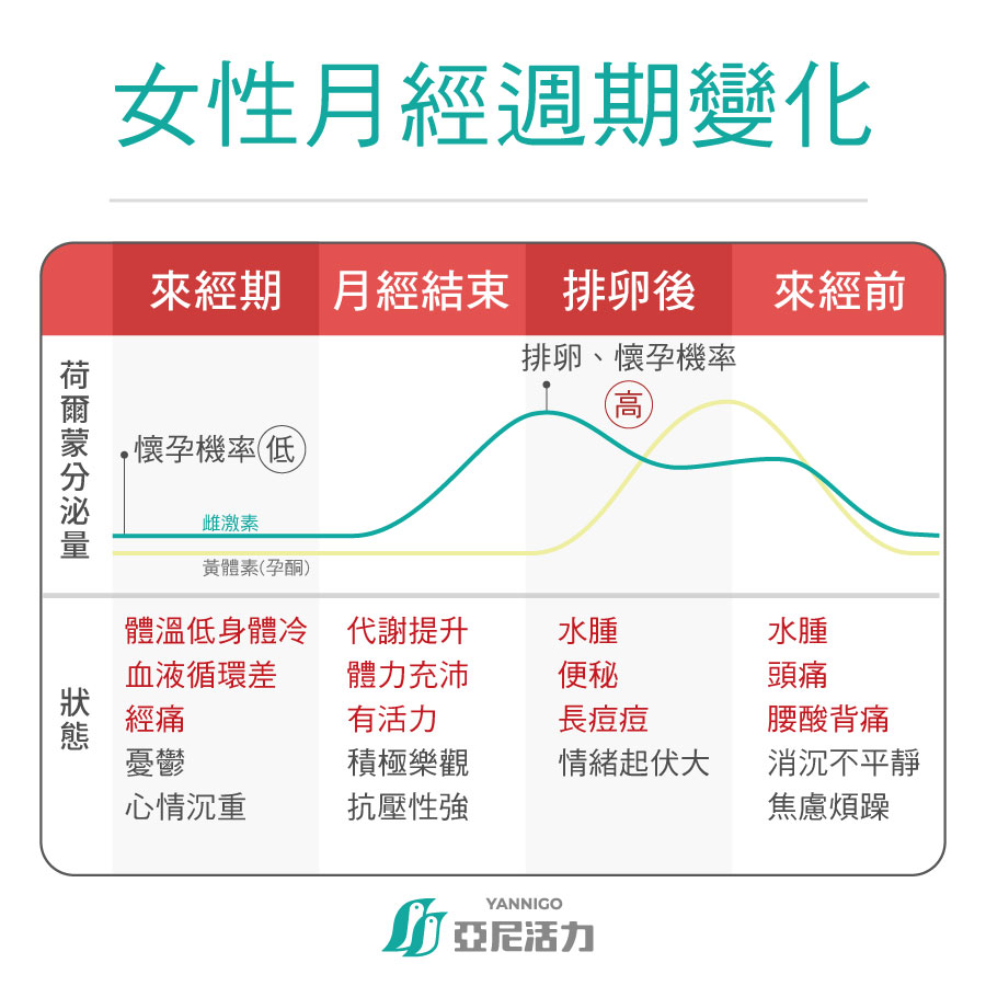 女性月經週期變化