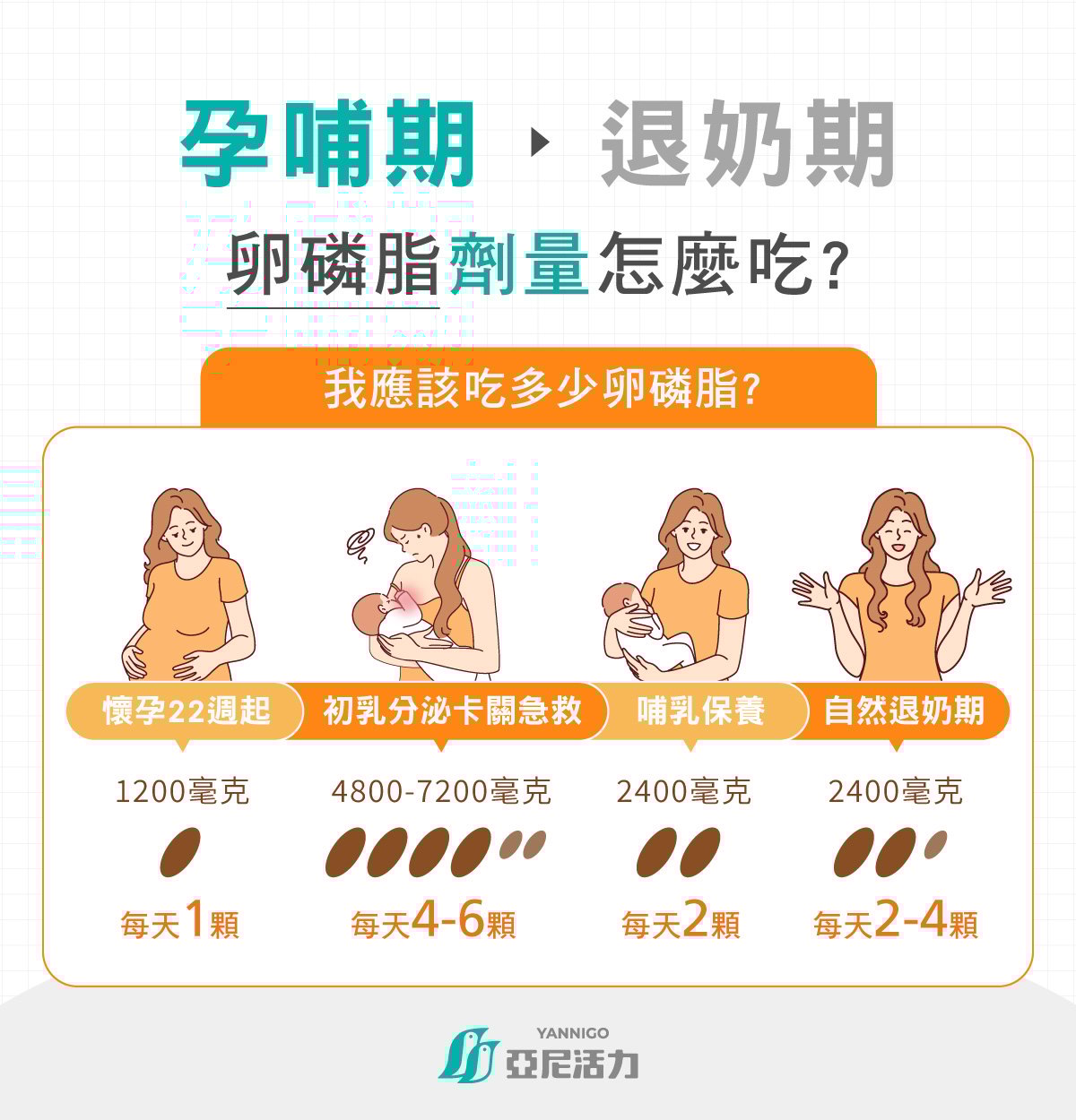 孕期哺乳期到退奶期卵磷脂吃法建議