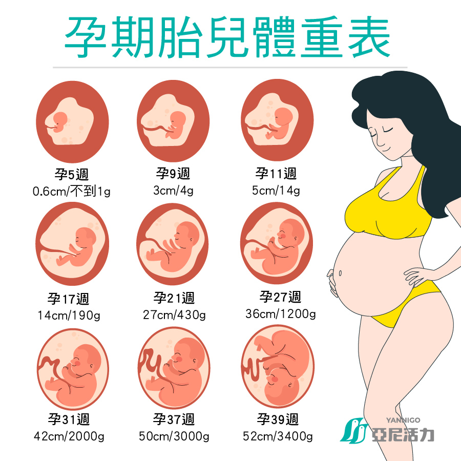 懷孕胎兒體重