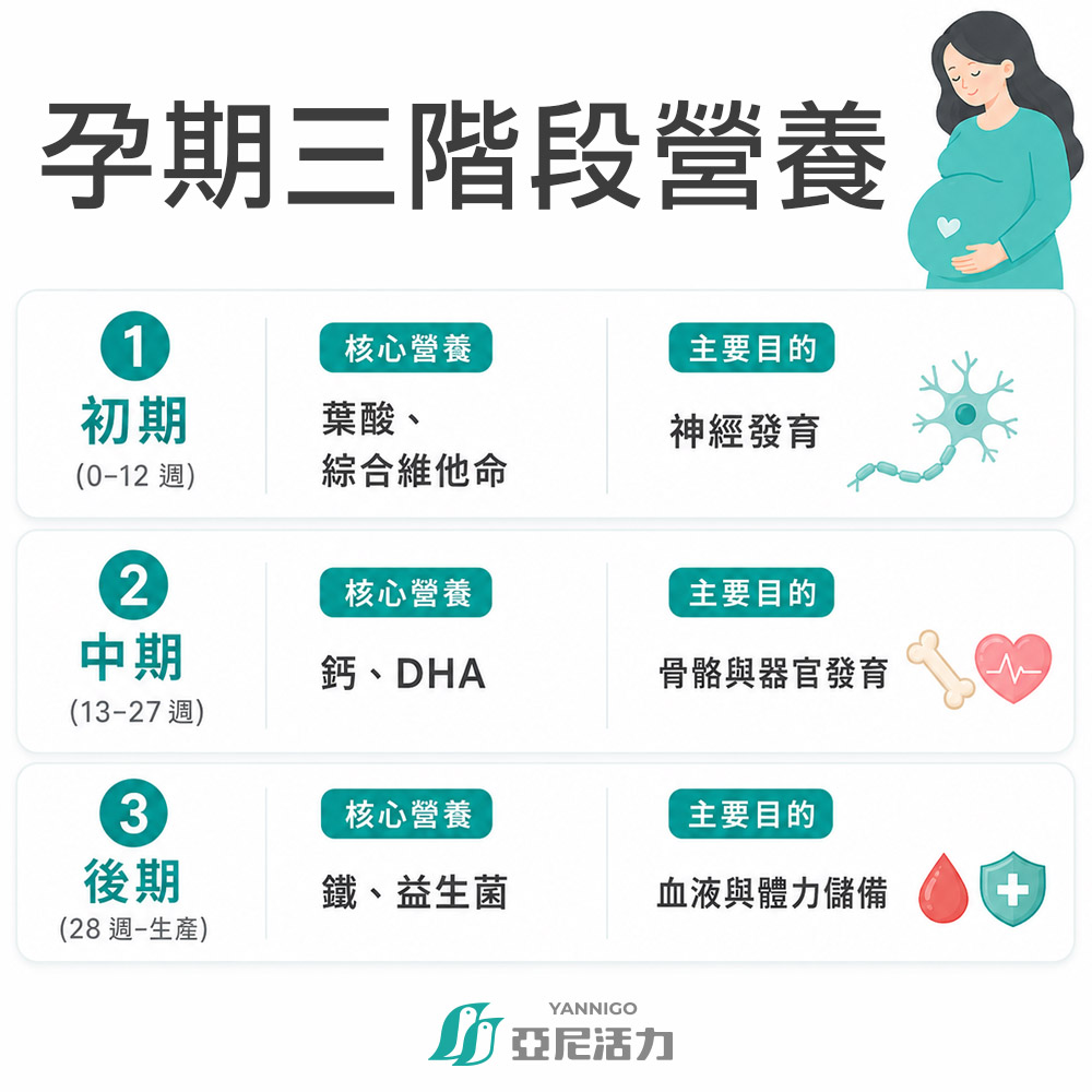 懷孕三階段核心營養補充表 懷孕三階段核心營養補充表