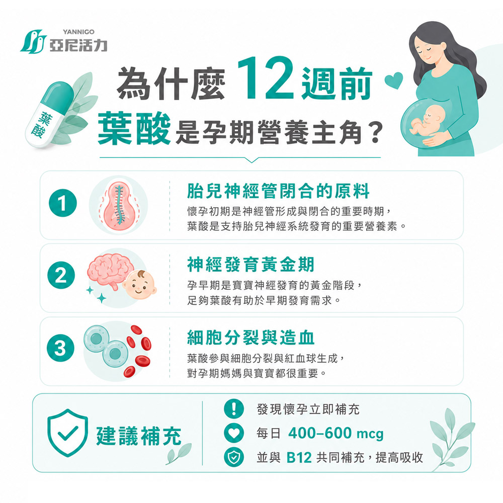 懷孕時在胎盤功能完全啟動前，寶寶最迫切需要的是神經管閉合的原料