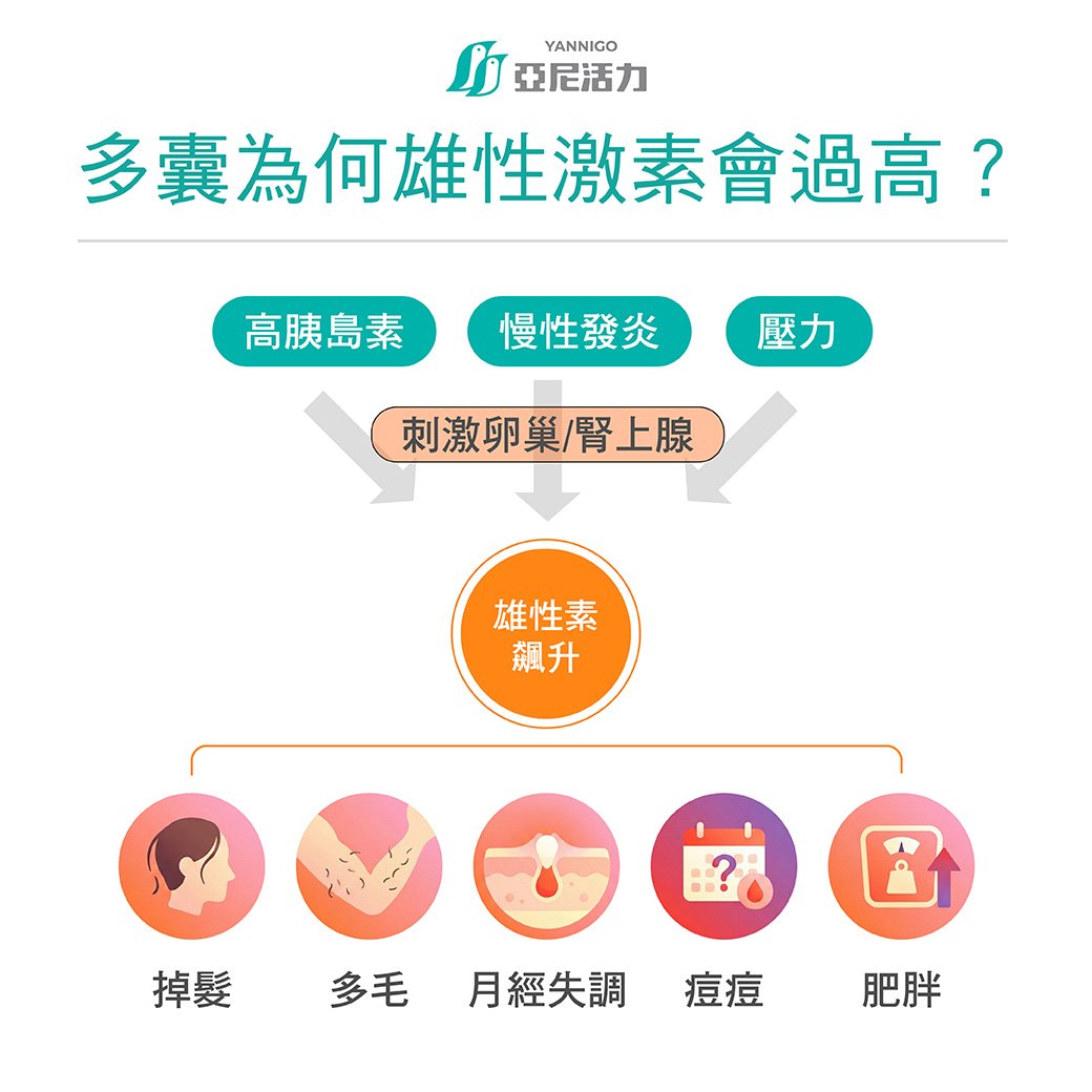 為何多囊會雄性激素過高? 為何多囊會雄性激素過高?
