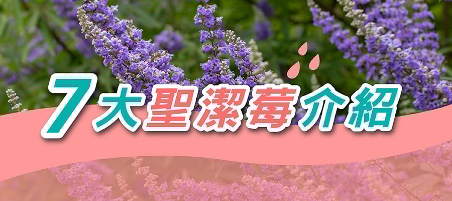 7大聖潔莓推薦品牌