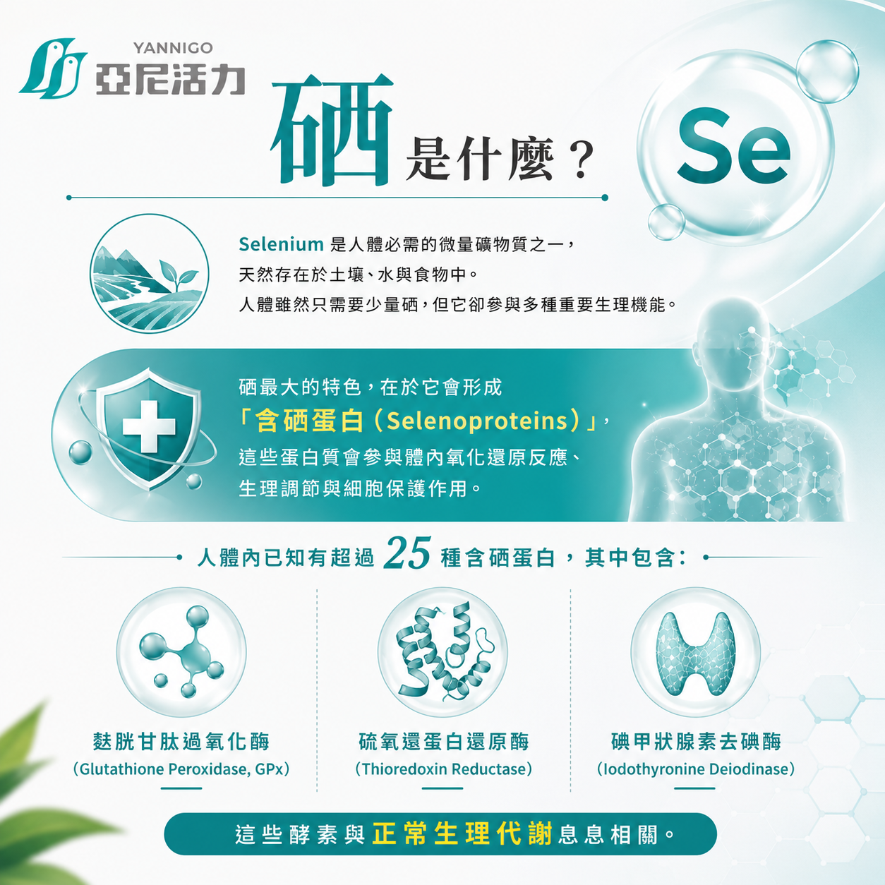硒是什麼