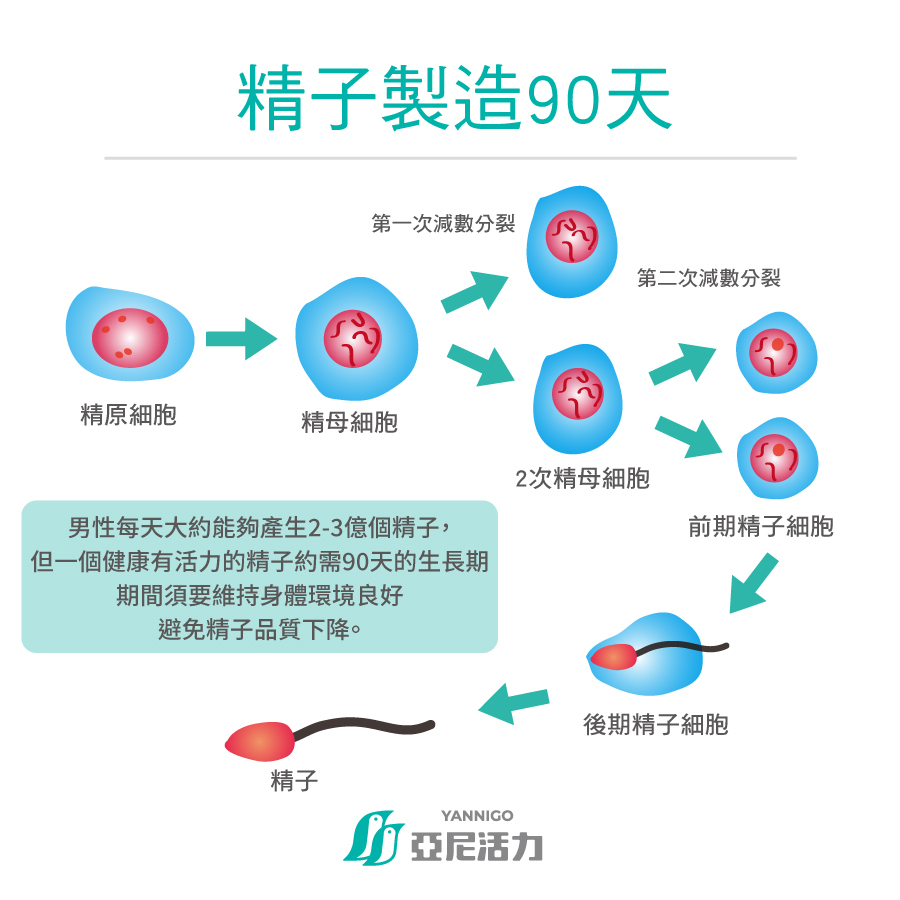 精子90天製造過程