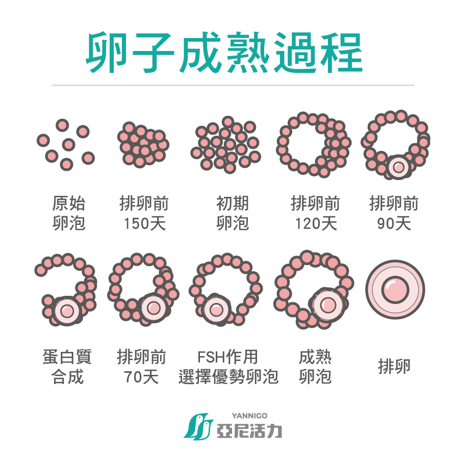 卵子成熟90天的過程