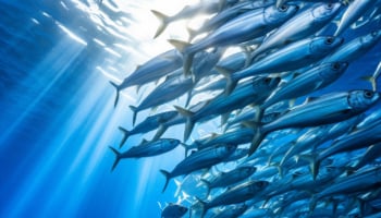 魚油