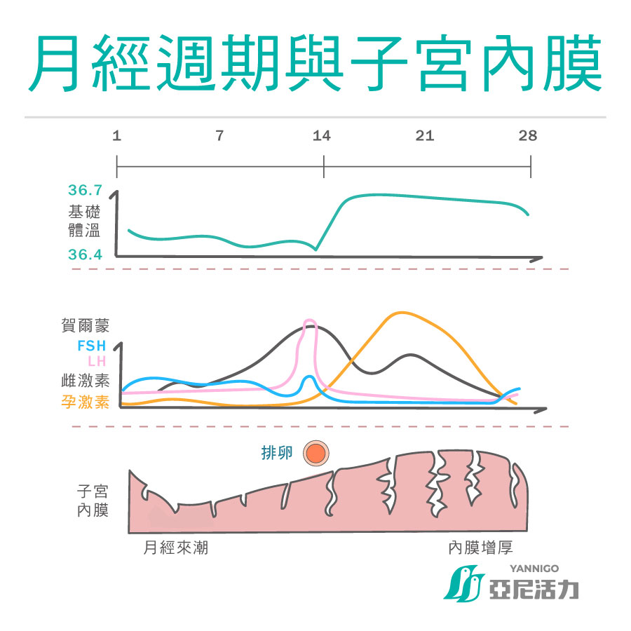 月經週期與子宮內膜