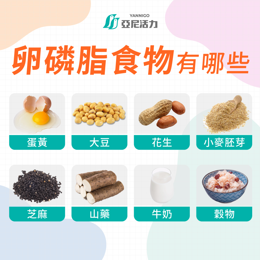 卵磷脂食物清單