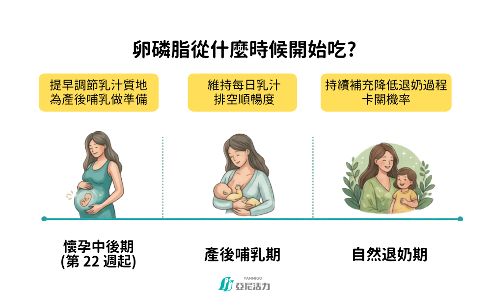卵磷脂補充時間表：專業解析從懷孕第 22 週、產後哺乳期到自然退奶的完整營養補充時機與過程。