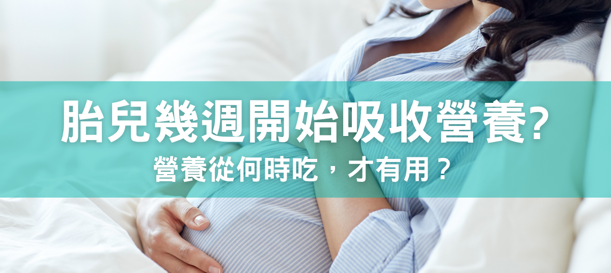胎兒幾週開始吸收營養？懷孕媽媽何時才需要補充營養？
