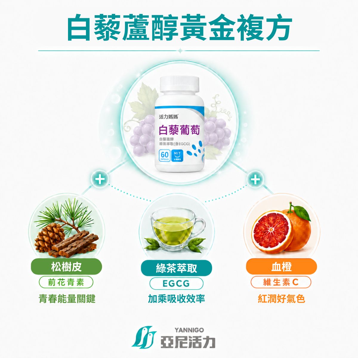 白藜蘆醇黃金複方：松樹皮萃取、綠茶萃取(EGCG兒茶素)、血橙(維他命C)