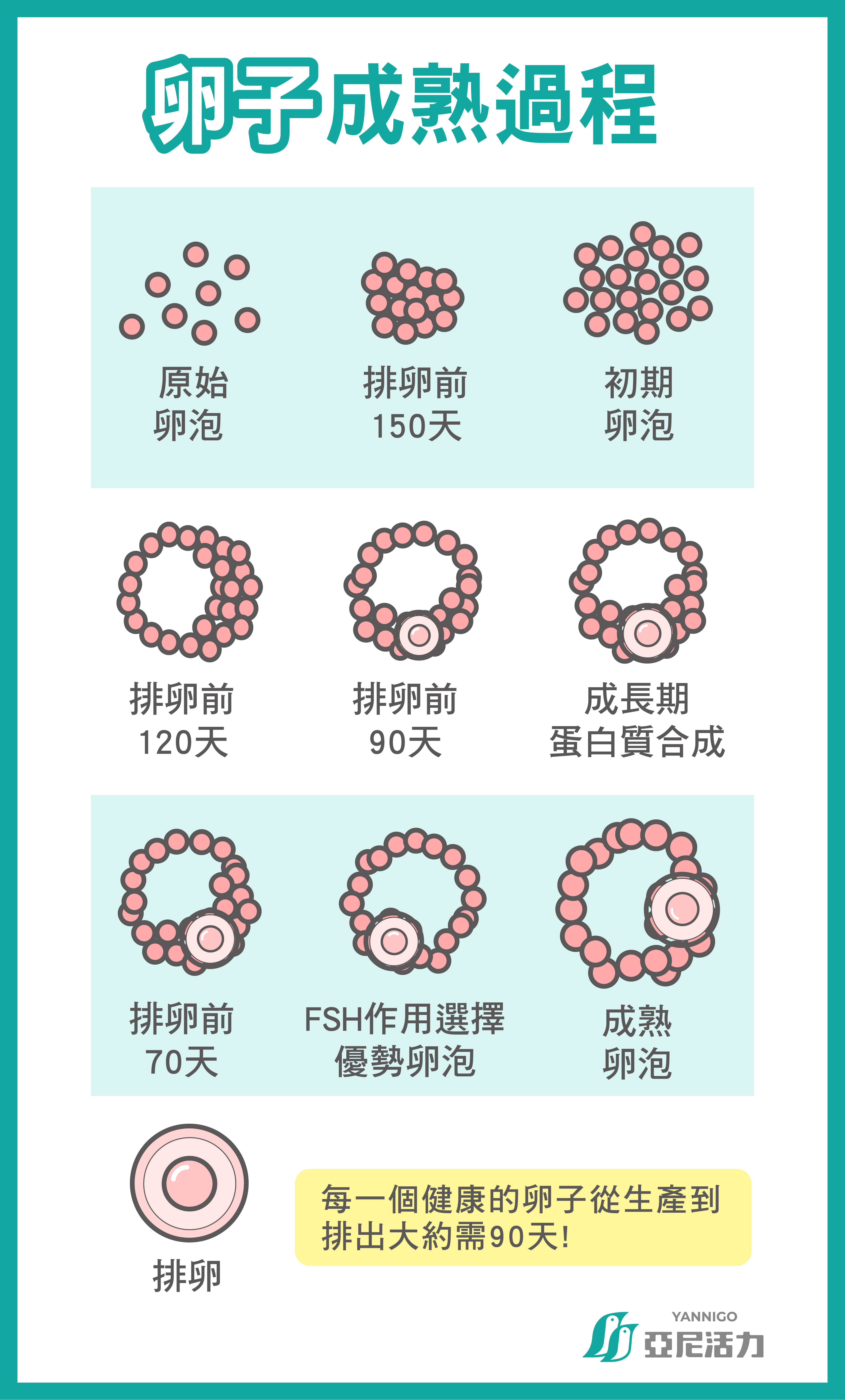 卵子大小品質