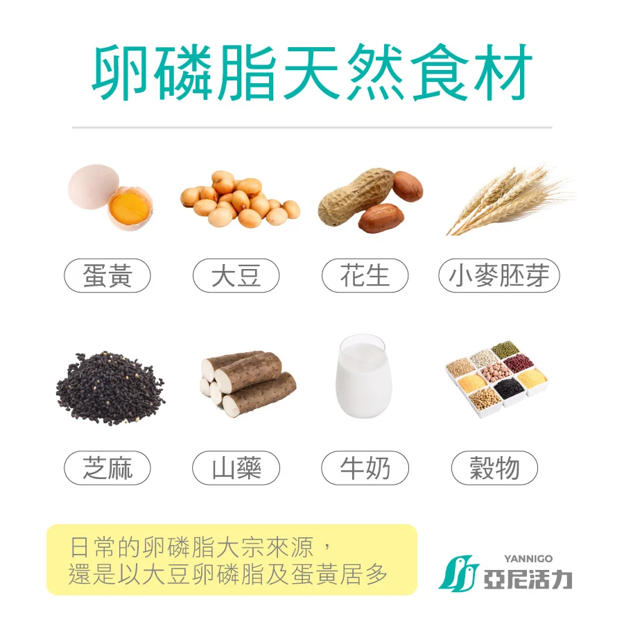 卵磷脂的食物來源與補充時機建議
