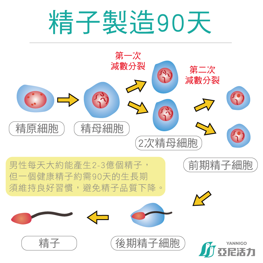 男性精子與葉酸的關係