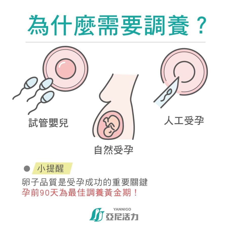 為什麼準備懷孕需要調養